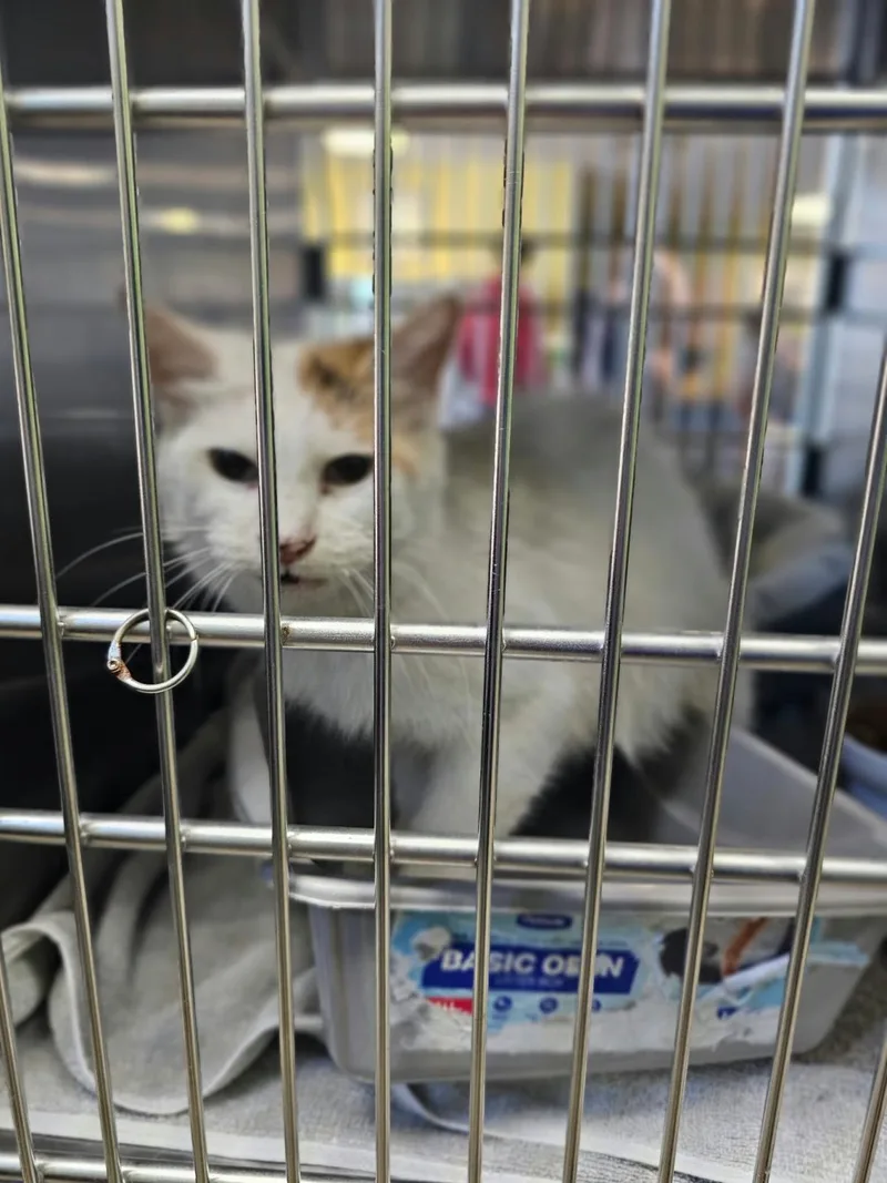 An adult small-sized female White Domestic Medium Hair cat named Posie for adoption in Rockwall, TX