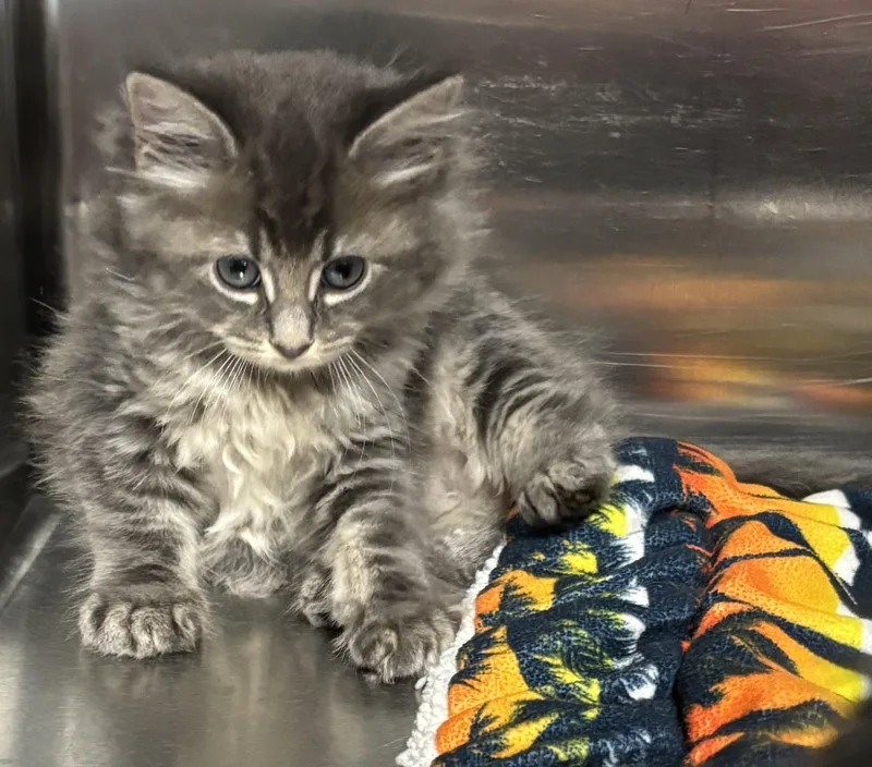 A baby medium-sized male Domestic Medium Hair cat named The fluff Litter for adoption in Marblehead, MA