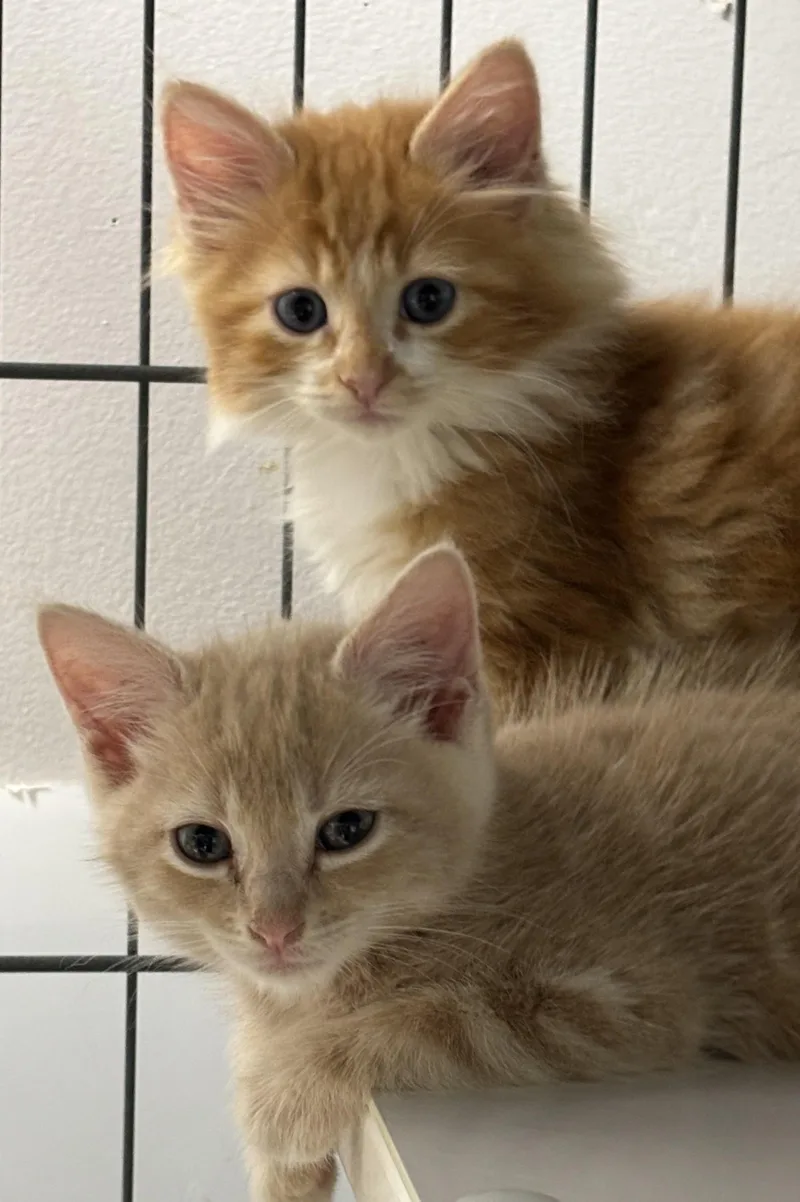 The fluff Litter thumbnail 2