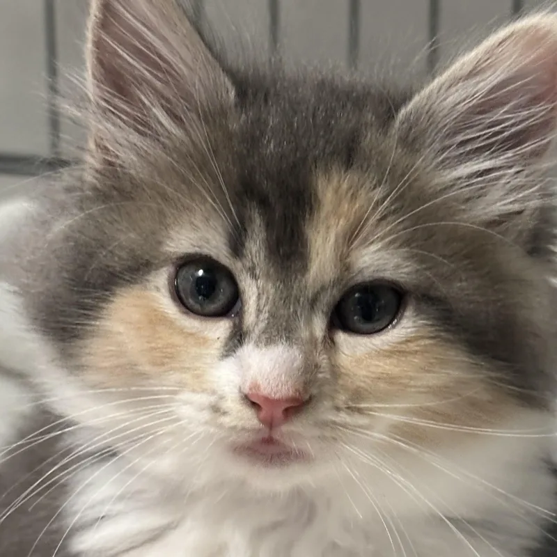 The fluff Litter thumbnail 3