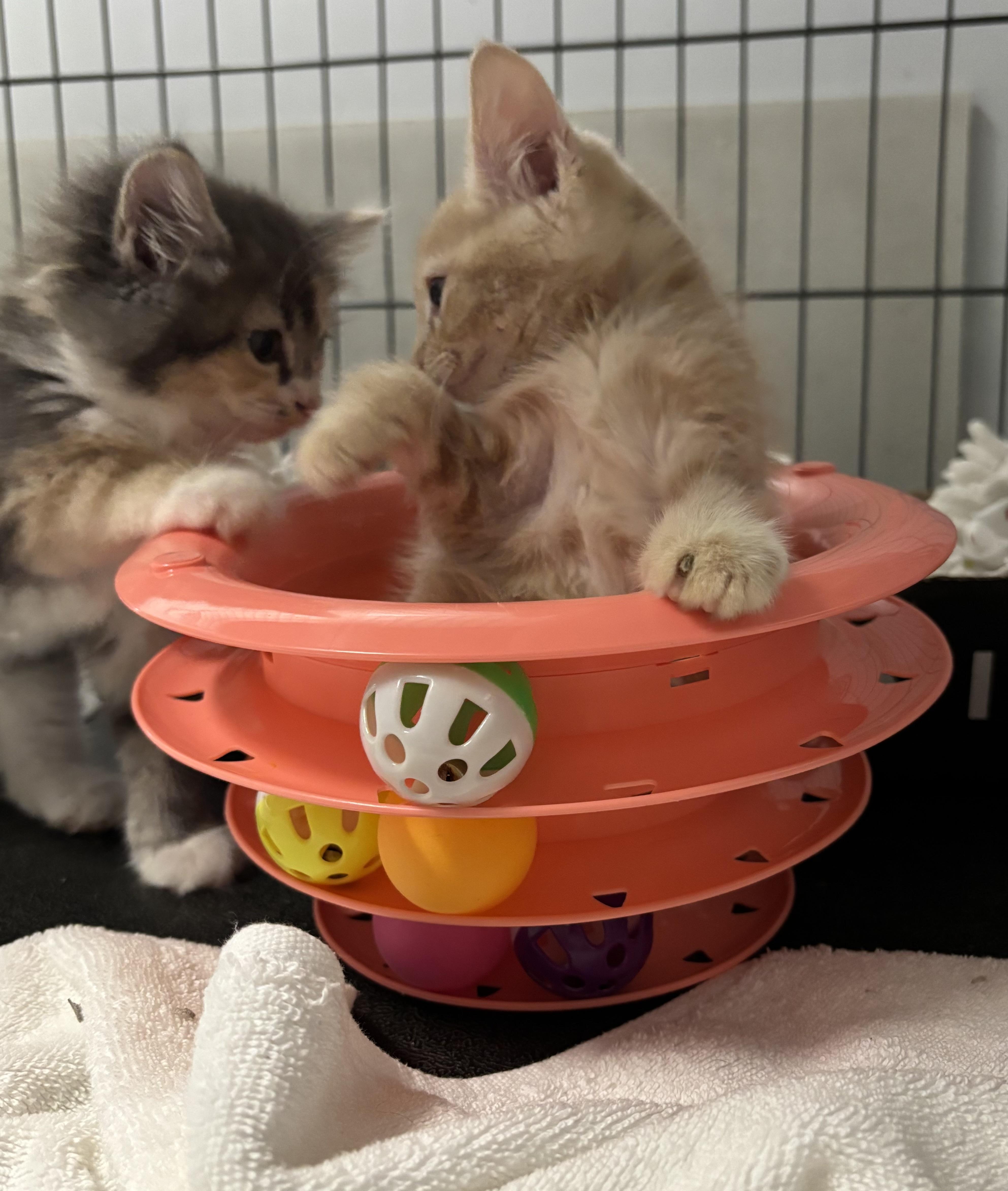 The fluff Litter thumbnail 4