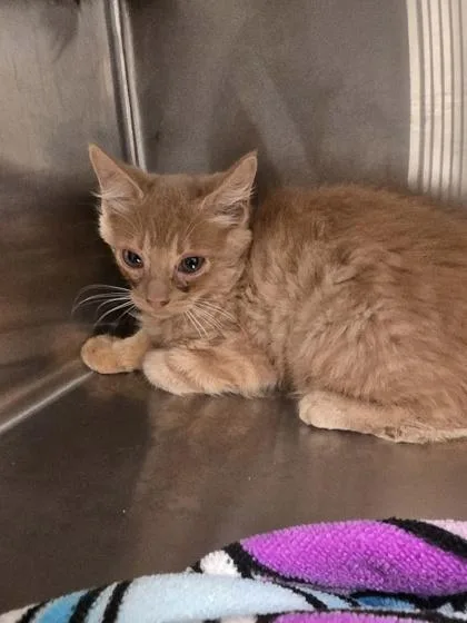 A young small-sized male Domestic Short Hair cat named Snickers for adoption in Daphne, AL