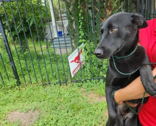 A young medium-sized female German Shepherd Dog dog named Tiana for adoption in Houston, TX