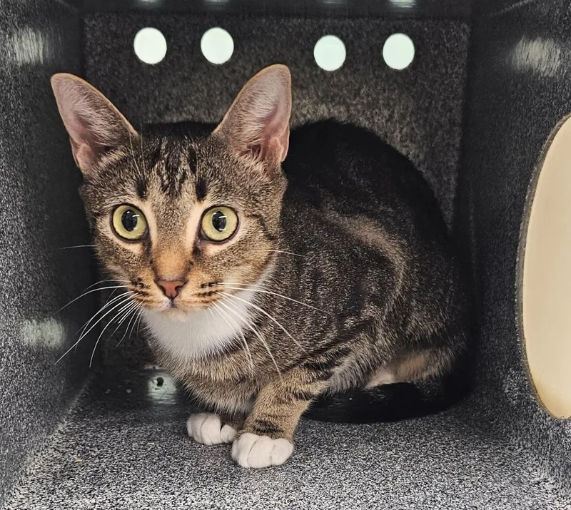 A young small-sized female Domestic Short Hair cat named Luna for adoption in Athens, TN