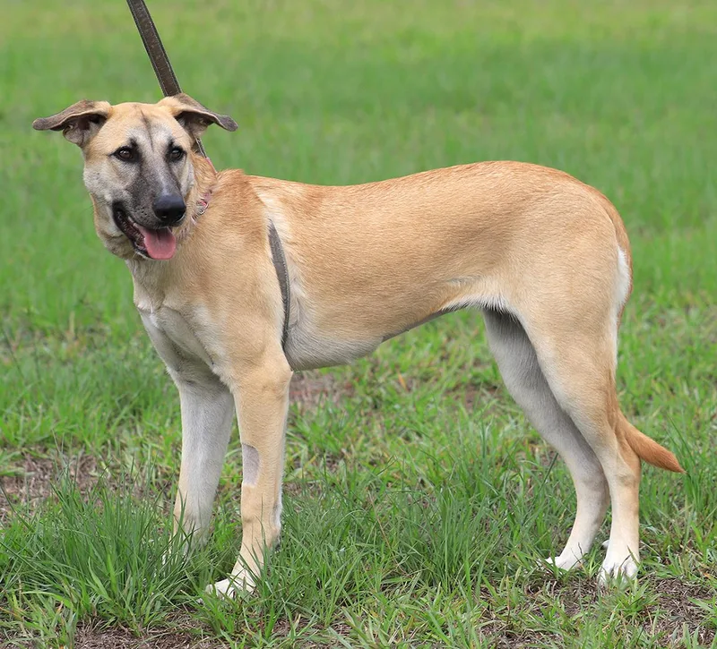 A young medium-sized female German Shepherd Dog dog named Leia for adoption in North Fort Myers, FL