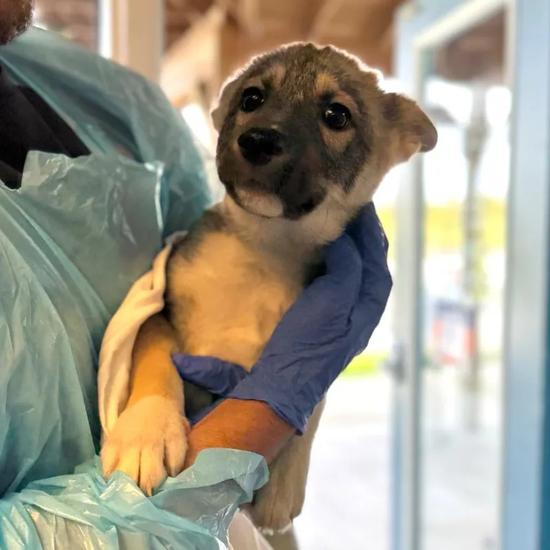 A baby small-sized male Brown / Chocolate Mixed Breed dog named Ref for adoption in Hendersonville, NC