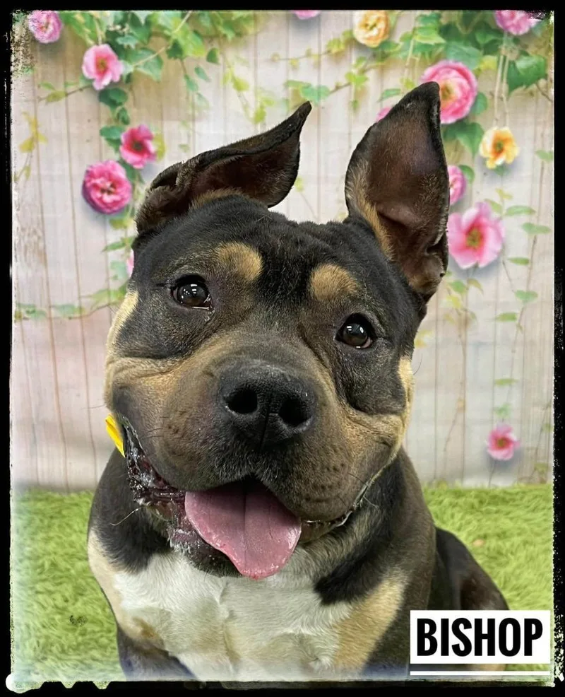 An adult large-sized male Tricolor (Brown, Black, & White) Mixed Breed dog named Bishop for adoption in Flint, MI