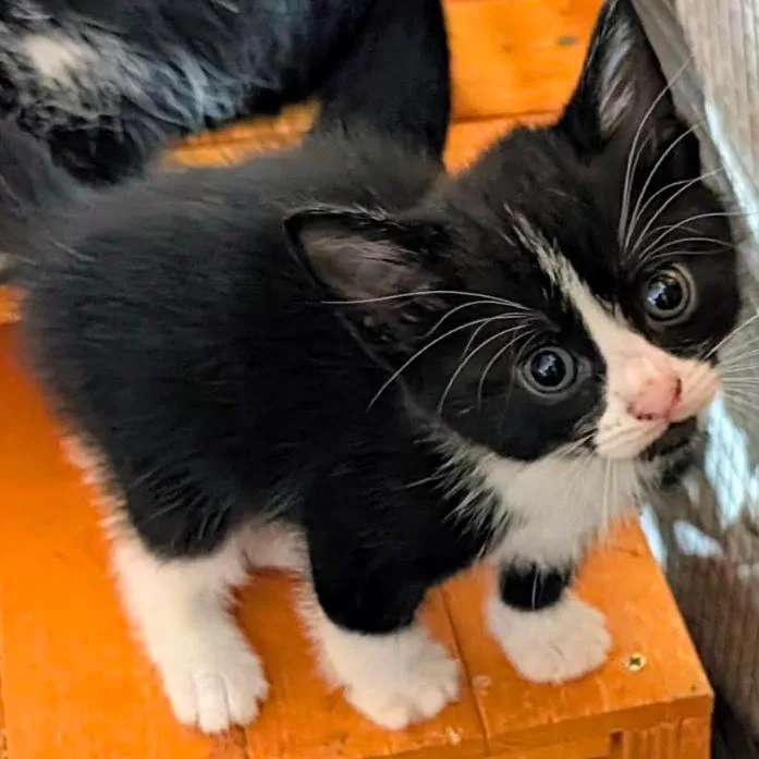 A baby small-sized female Domestic Short Hair cat named Delilha for adoption in Gordonsville, TN