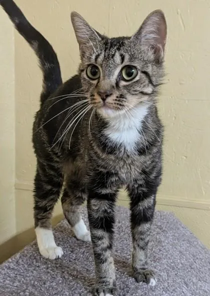 An adult medium-sized female Tabby (Brown / Chocolate) Domestic Short Hair cat named Bunni for adoption in Jackson, GA