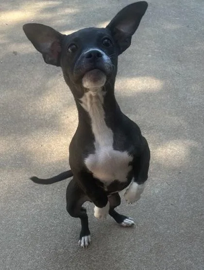A baby small-sized male Chihuahua dog named Ding Dong for adoption in Wilkesboro, NC