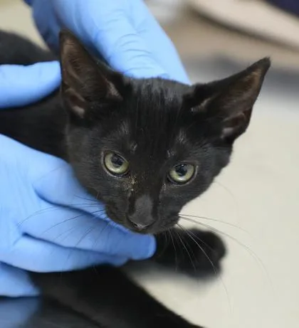 A young small-sized female Domestic Short Hair cat named Bethany for adoption in Westland, MI
