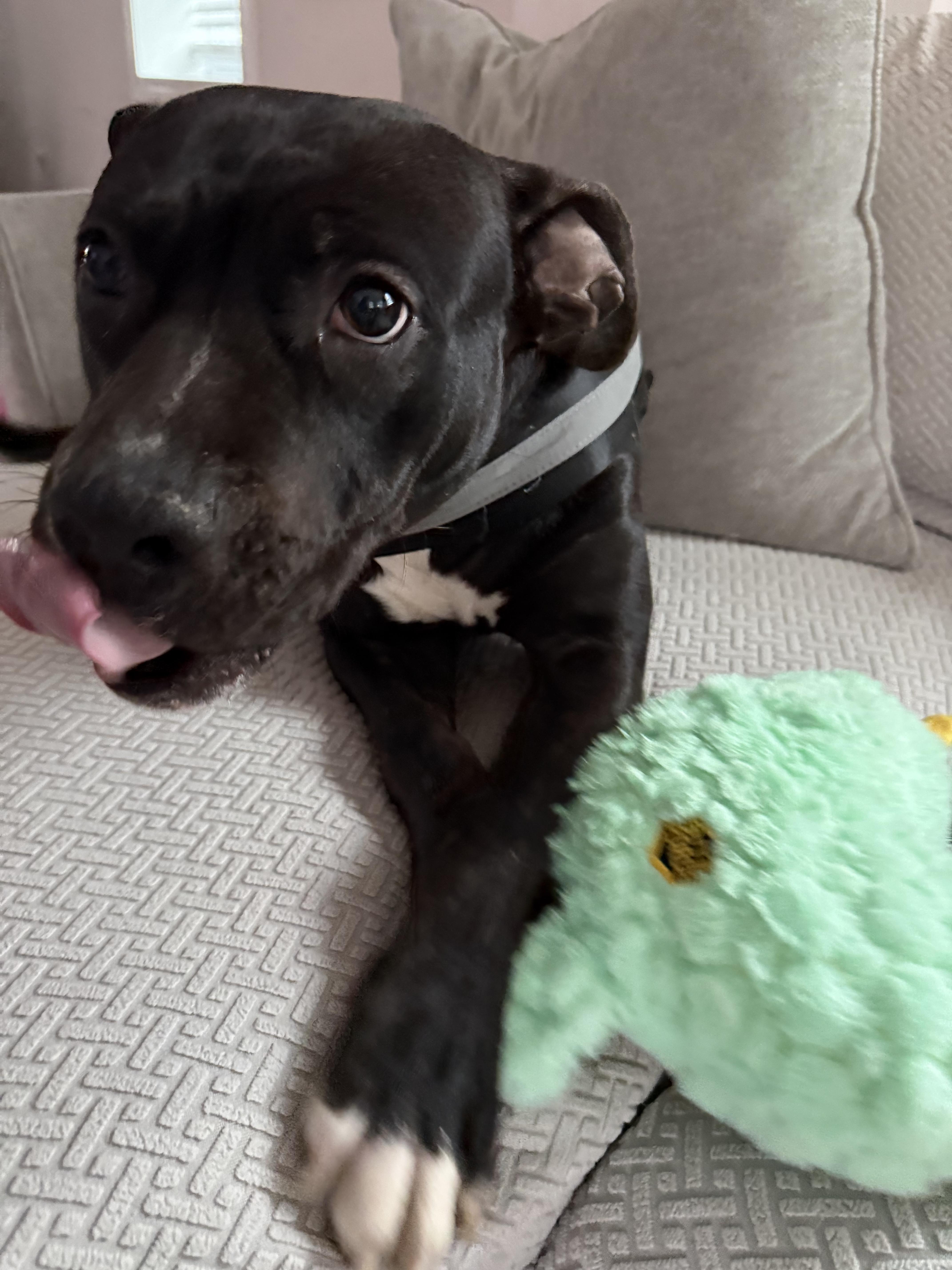 An adult medium-sized female Black Pit Bull Terrier dog named Pearl for adoption in Westminster, MD
