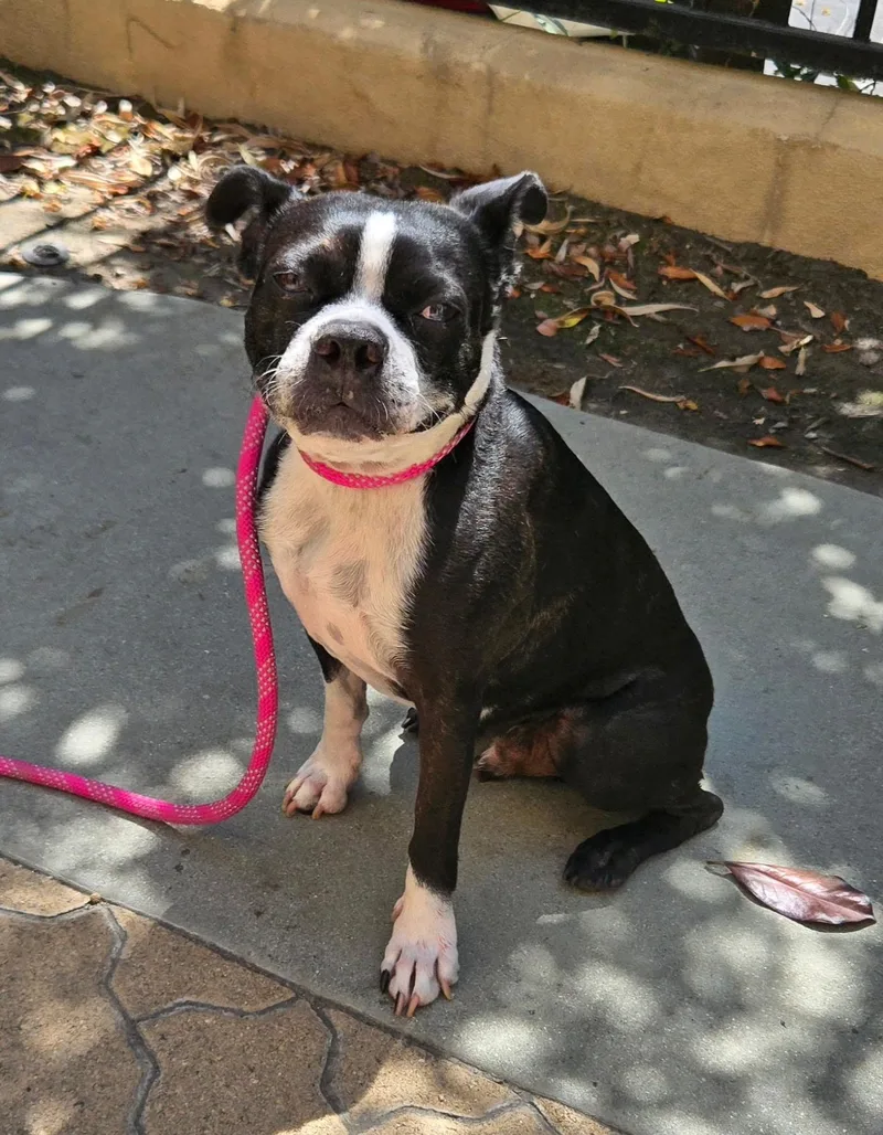 An adult small-sized male Boston Terrier dog named Vinny for adoption in San Diego, CA