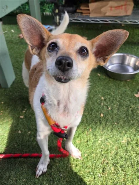 A senior small-sized female Chihuahua dog named Zoey for adoption in Woodland, CA