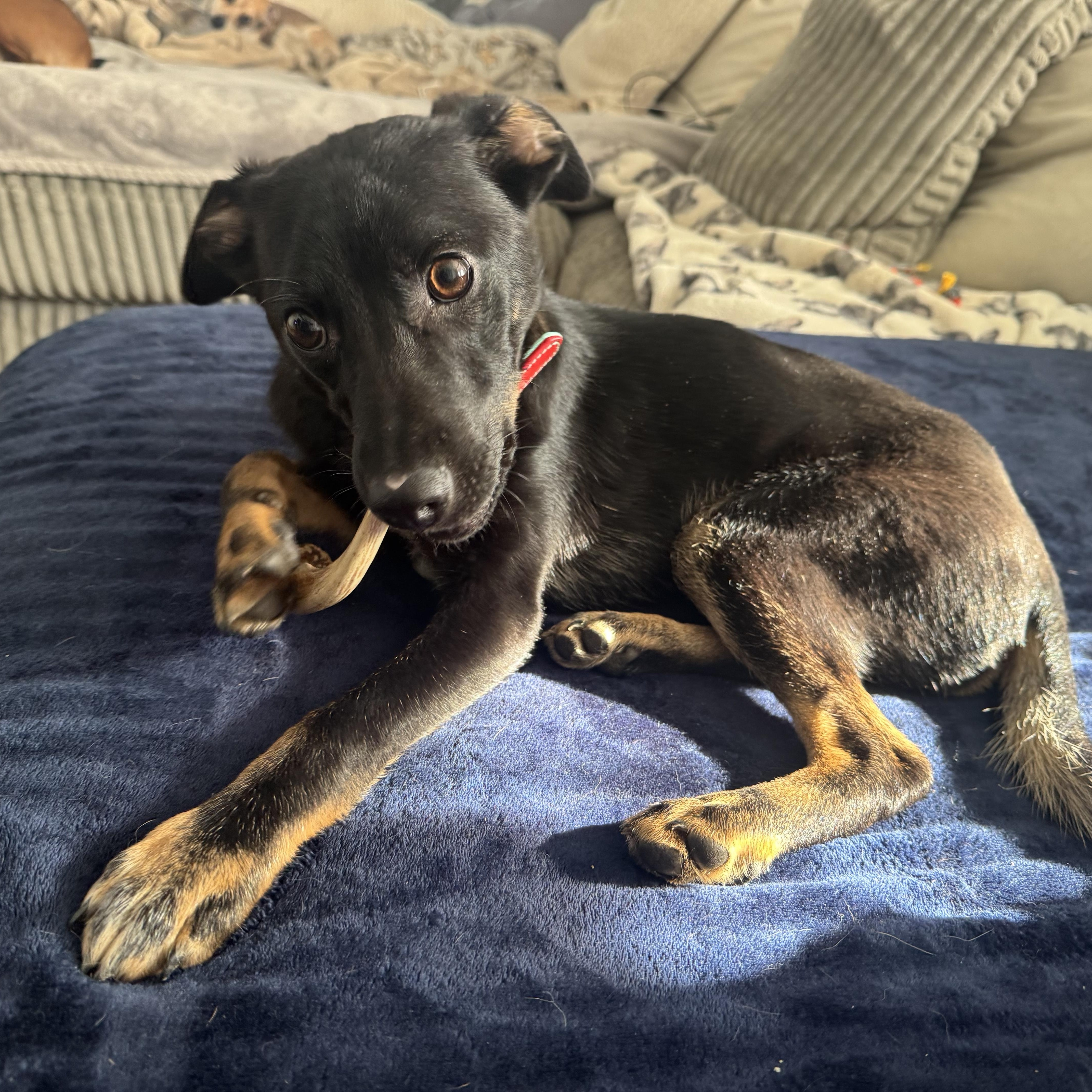 A young medium-sized female Black German Shepherd Dog dog named Bambi for adoption in Indiana, PA