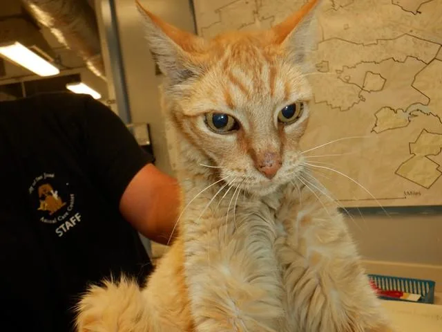 An adult medium-sized male Domestic Short Hair cat named Big Bird for adoption in San Jose, CA