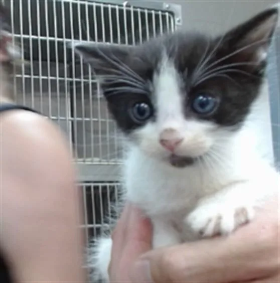A baby small-sized male Domestic Short Hair cat named Pewter for adoption in Salinas, CA