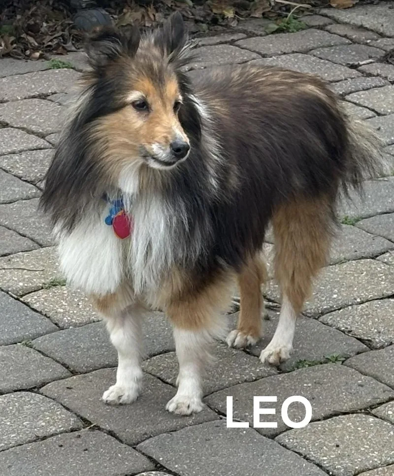 Leo And Ruby thumbnail 2