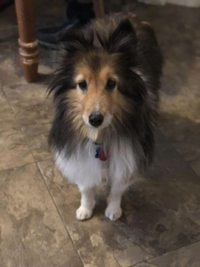 Leo And Ruby thumbnail 3