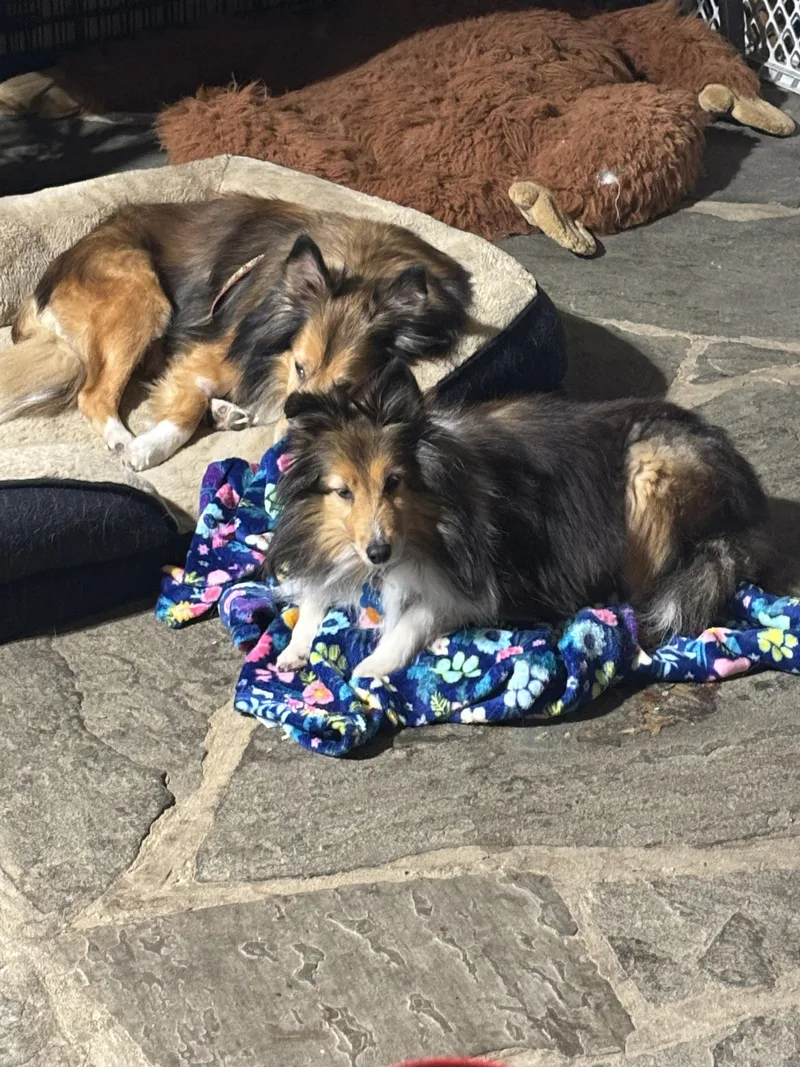 Leo And Ruby thumbnail 4