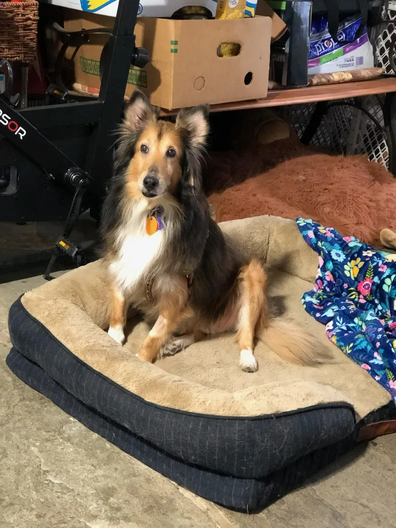 Leo And Ruby thumbnail 5