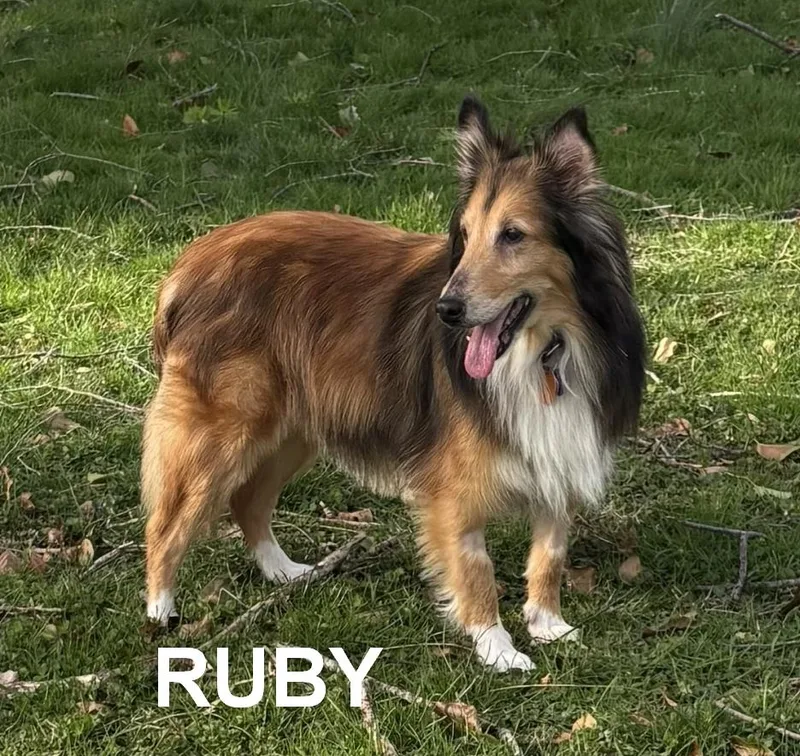 Leo And Ruby thumbnail 6