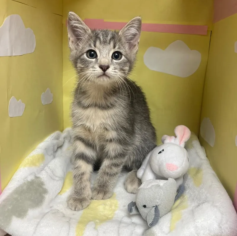 A baby medium-sized male Domestic Short Hair cat named Cookies Snickerdoodle for adoption in Greeneville, TN