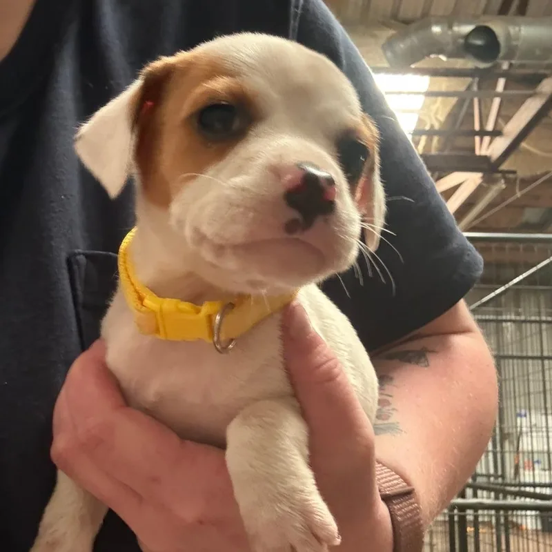 A baby small-sized female White / Cream Mixed Breed dog named Valley for adoption in Tulsa, OK