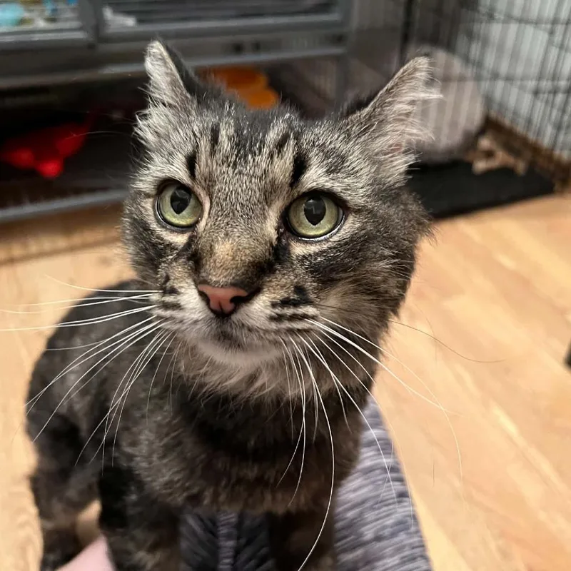 An adult medium-sized male Black Domestic Medium Hair cat named Mayo for adoption in Wadena, MN