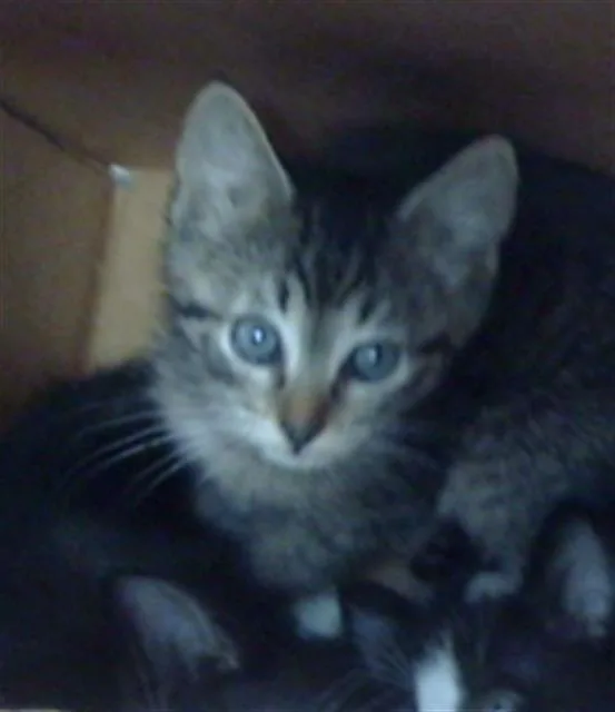A baby medium-sized female Domestic Medium Hair cat named Rita for adoption in Dallas, TX