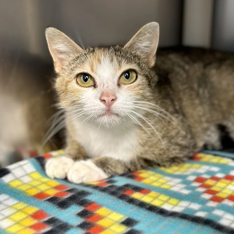 An adult medium-sized female Tabby (Tiger Striped) Domestic Short Hair cat named Leela for adoption in Manahawkin, NJ