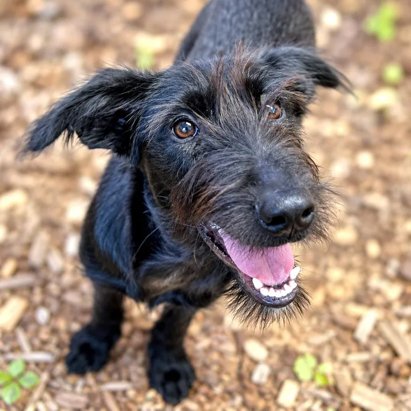 A young medium-sized female Black Terrier dog named Lois Lane for adoption in Boerne, TX