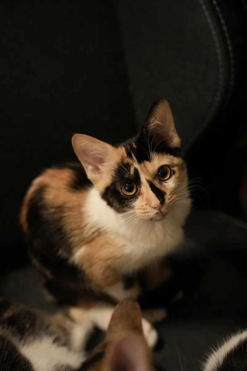 A baby medium-sized female Domestic Short Hair cat named Delphine for adoption in Glendale, AZ