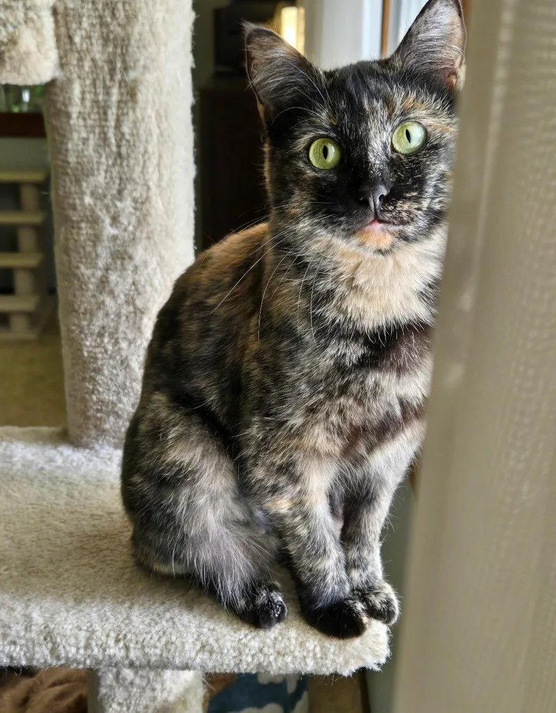 A young medium-sized female Tortoiseshell Domestic Short Hair cat named Sarabi for adoption in Kirkland, WA