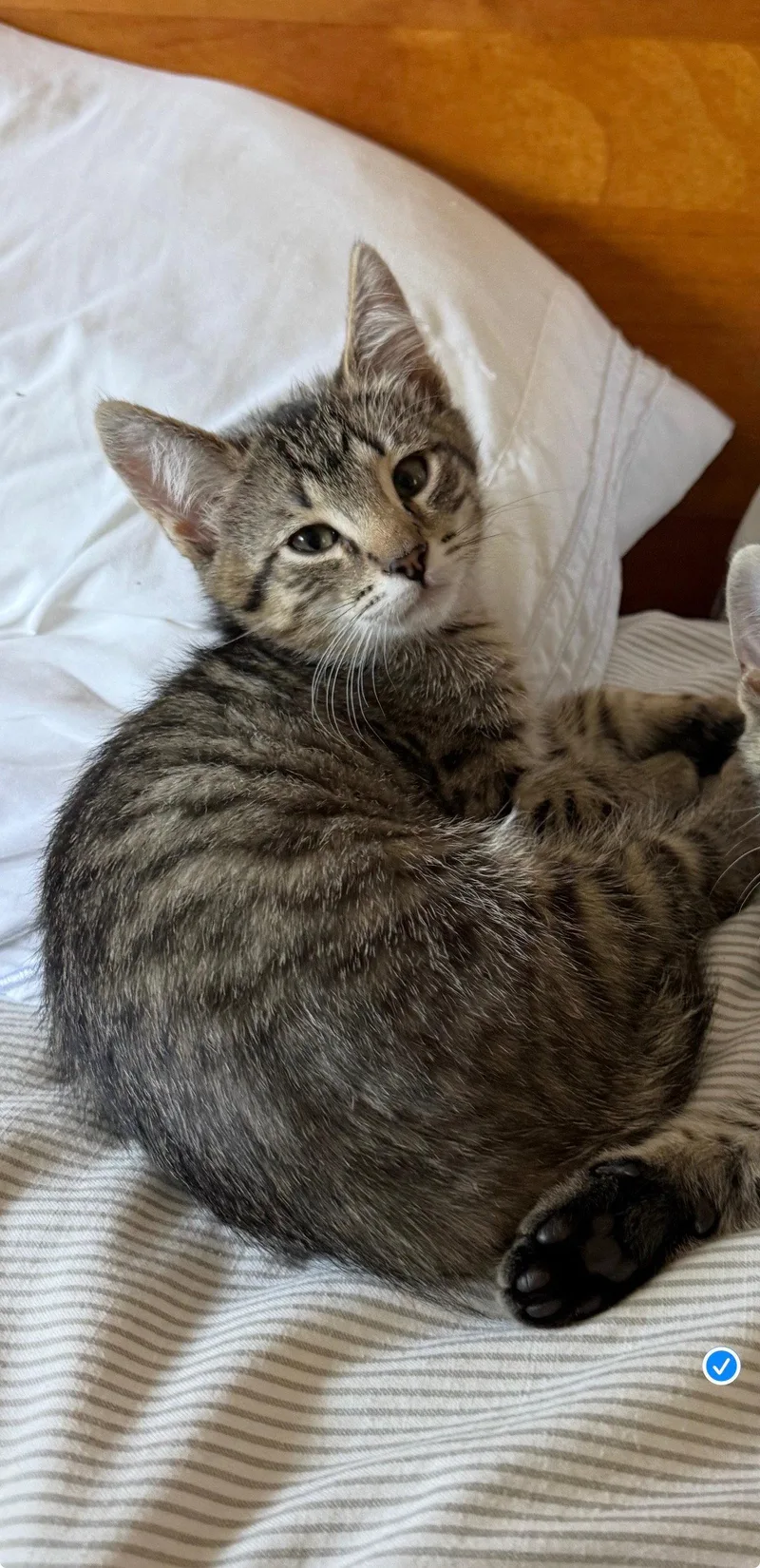 A baby medium-sized female Domestic Short Hair cat named Dana darling tabby for adoption in San Luis Obispo, CA