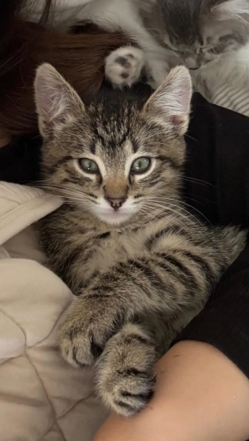 Dana  darling tabby thumbnail 2