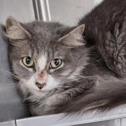 An adult medium-sized female Gray / Blue / Silver Domestic Medium Hair cat named Toucan for adoption in Phoenixville, PA