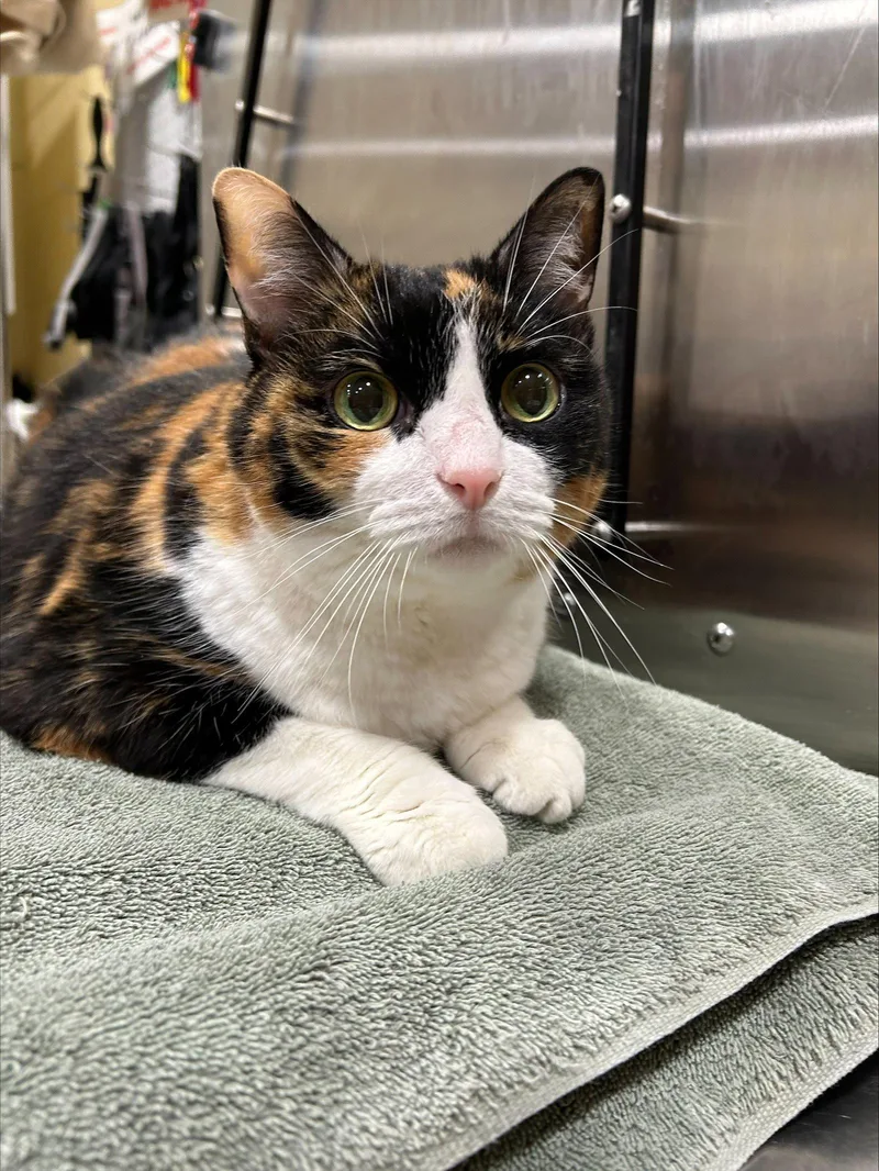 A senior medium-sized female Domestic Short Hair cat named Cali for adoption in Herndon, VA