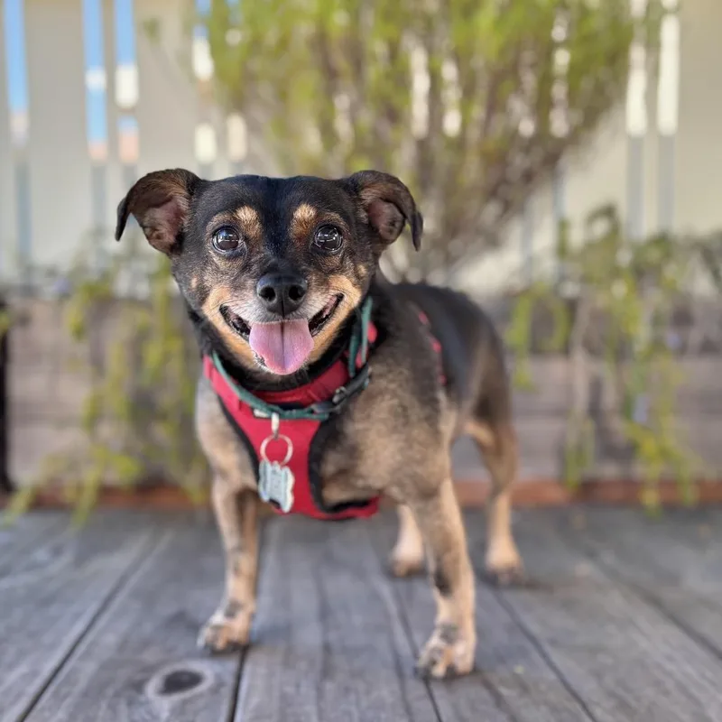 Tootsie Roll thumbnail 2