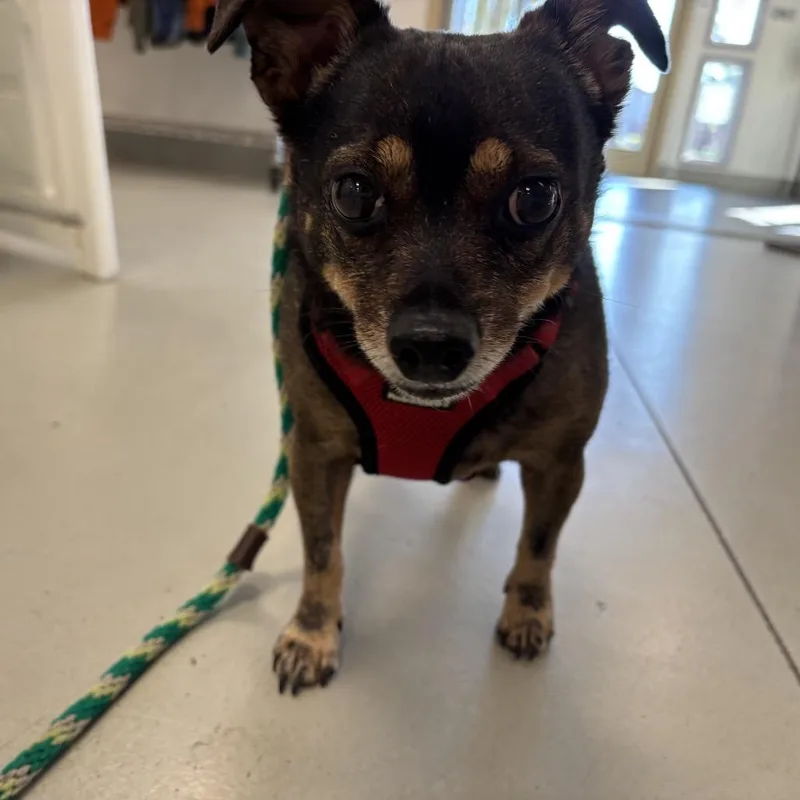 Tootsie Roll thumbnail 5