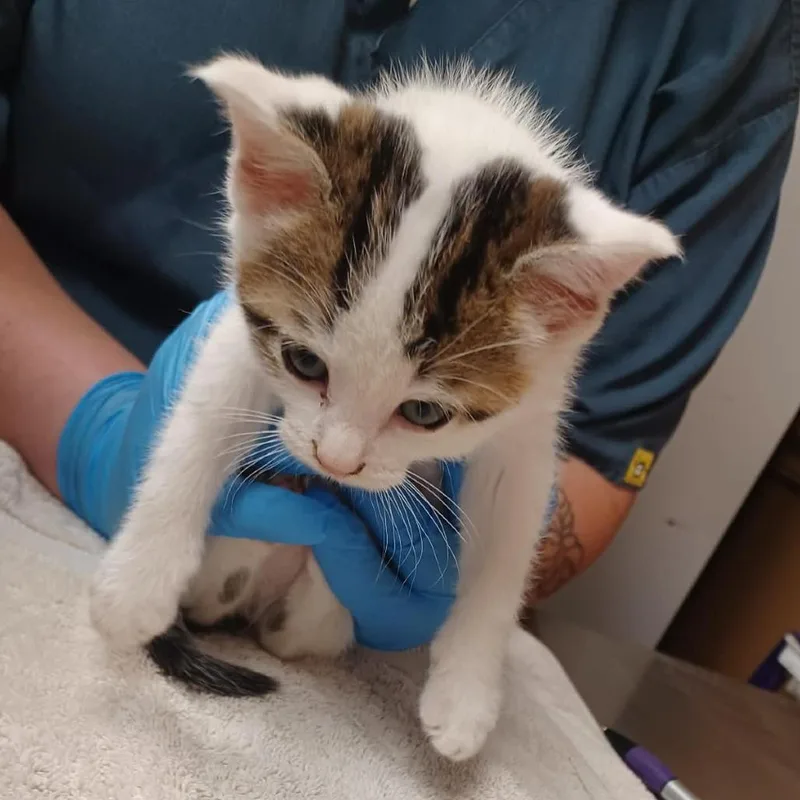 A baby small-sized female Brown / Chocolate Domestic Short Hair cat named Blueberry for adoption in Milan, IL