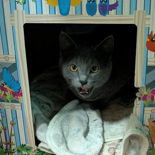 A young small-sized male Gray / Blue / Silver Domestic Short Hair cat named Grover for adoption in Johnstown, PA