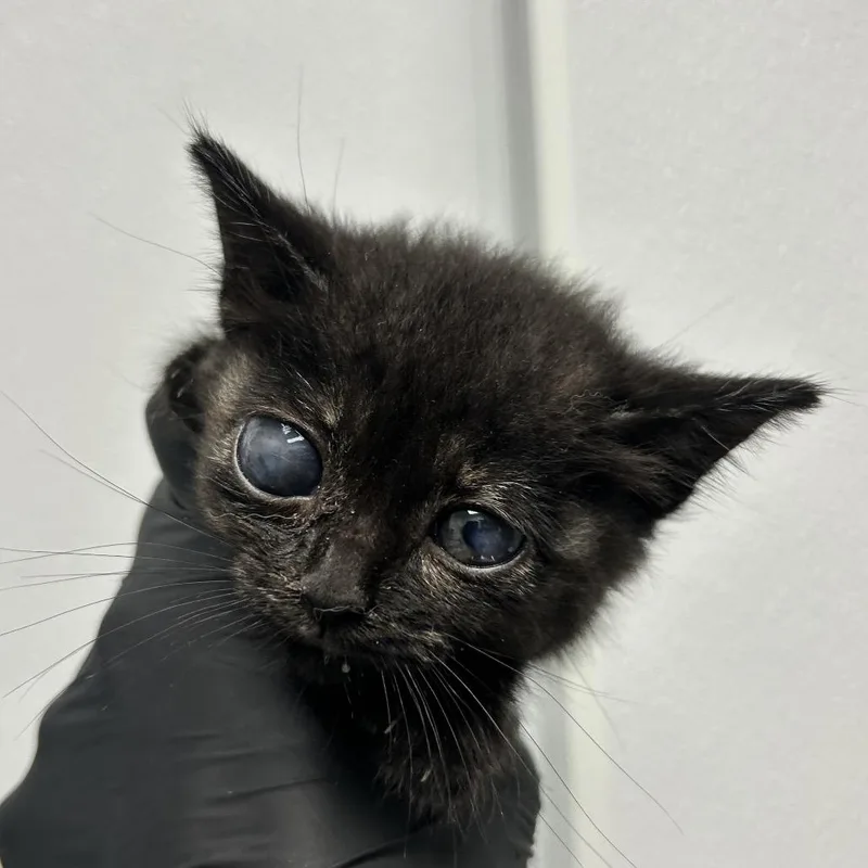 A baby small-sized female Tortoiseshell Domestic Short Hair cat named Jesse for adoption in Abilene, TX