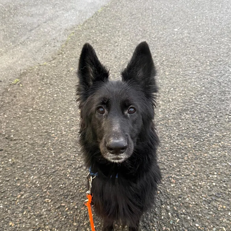 An adult medium-sized female Black German Shepherd Dog dog named Tilly for adoption in Tacoma, WA