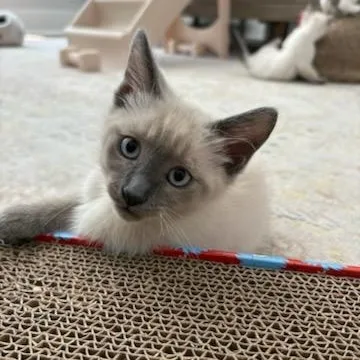 A baby medium-sized male White Snowshoe cat named Prince Phillip for adoption in Beaufort, SC