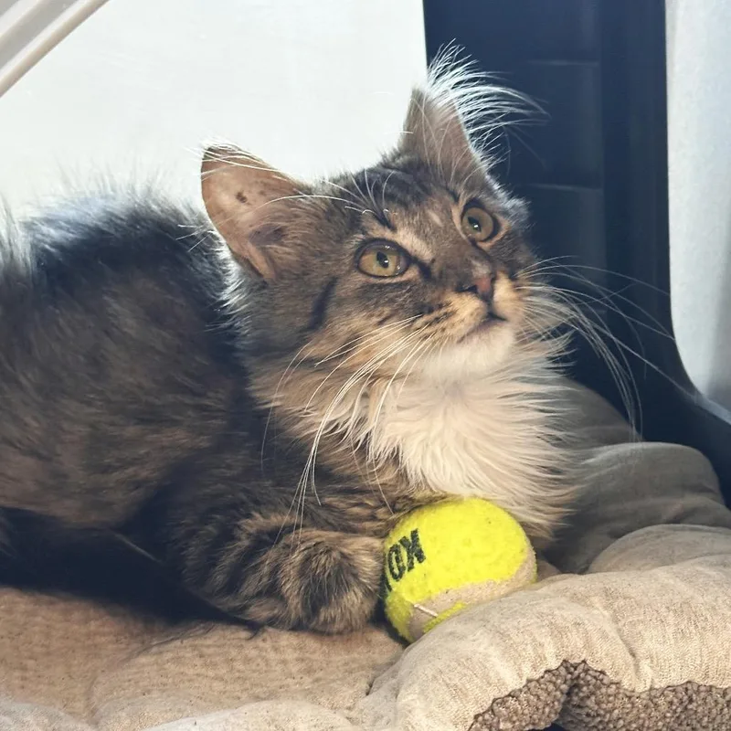 A baby small-sized female Gray / Blue / Silver Domestic Short Hair cat named Honey for adoption in Hailey, ID