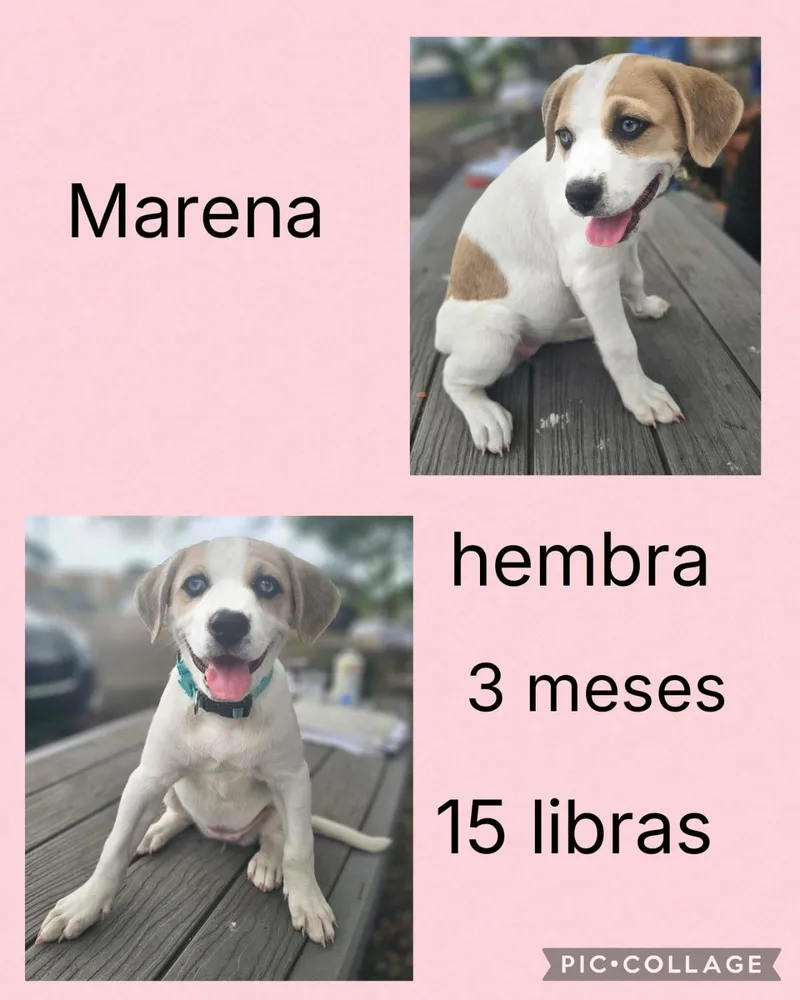 A young large-sized female Beagle dog named Marena for adoption in Virginia Beach, VA