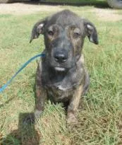 A baby medium-sized female Mixed Breed dog named Aria for adoption in West Chester, PA