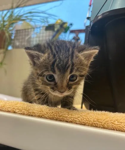 A baby small-sized male Domestic Short Hair cat named Barrel for adoption in Fishers, IN