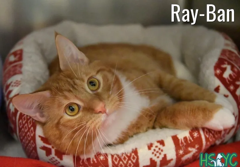 A baby medium-sized male Domestic Short Hair cat named Rayban for adoption in Fort Mill, SC